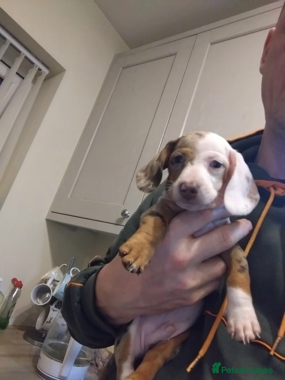 Miniature Dachshund dogs for sale: Miniature dachshund  - Advert 1