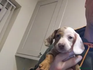 Miniature Dachshund dogs Miniature dachshund - Advert 2