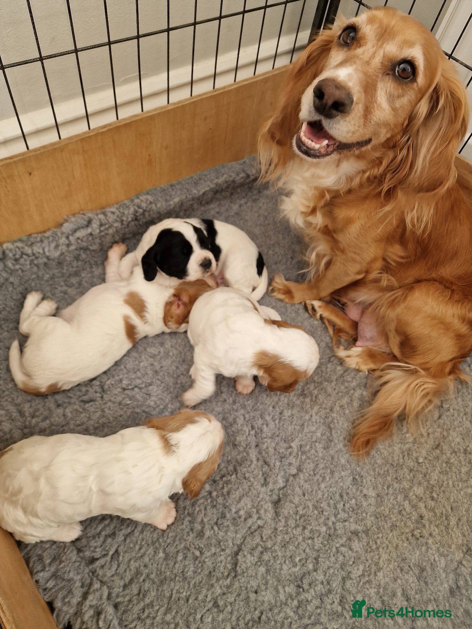 Cocker Spaniel dogs Quality litter of kc registered cocker spaniel  - Advert 1