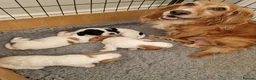 Cocker Spaniel dogs for sale: Quality litter of kc registered cocker spaniel  - Advert 1