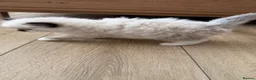 Ragdoll cats for sale: 🌸Active price £1650-DNA health tested🌸 - Advert 7