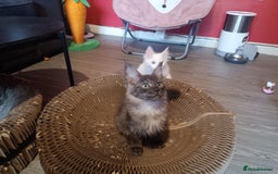 Maine Coon cats for sale: Maine Coon kittens in Manchester  - Image 11