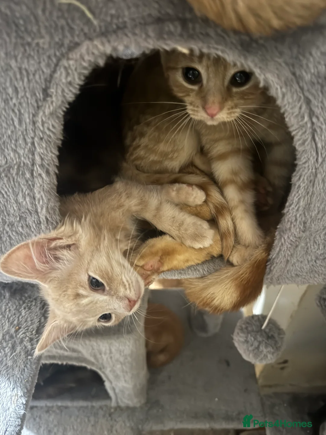 Domestic Shorthair cats for sale: Beautiful domestic shorthair kittens  - Advert 2