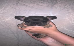French Bulldog dogs for sale: French bulldog pups  - Image 6