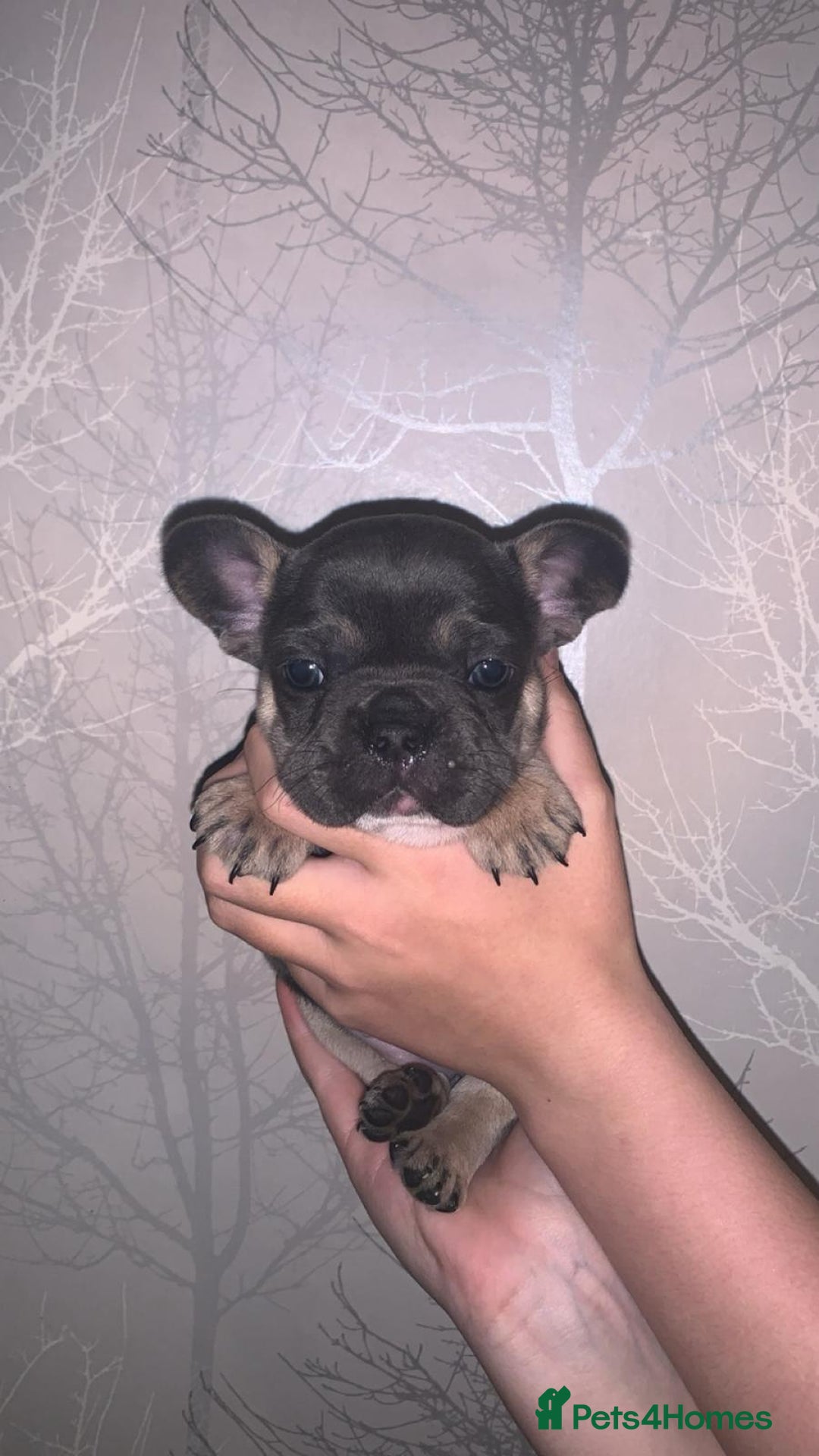 French Bulldog dogs for sale: French bulldog pups  - Image 6