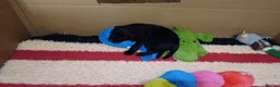 Labrador Retriever dogs for sale: RKC REGISTERED BLACK LABRADOR PUPPIES FOR SALE - Advert 4