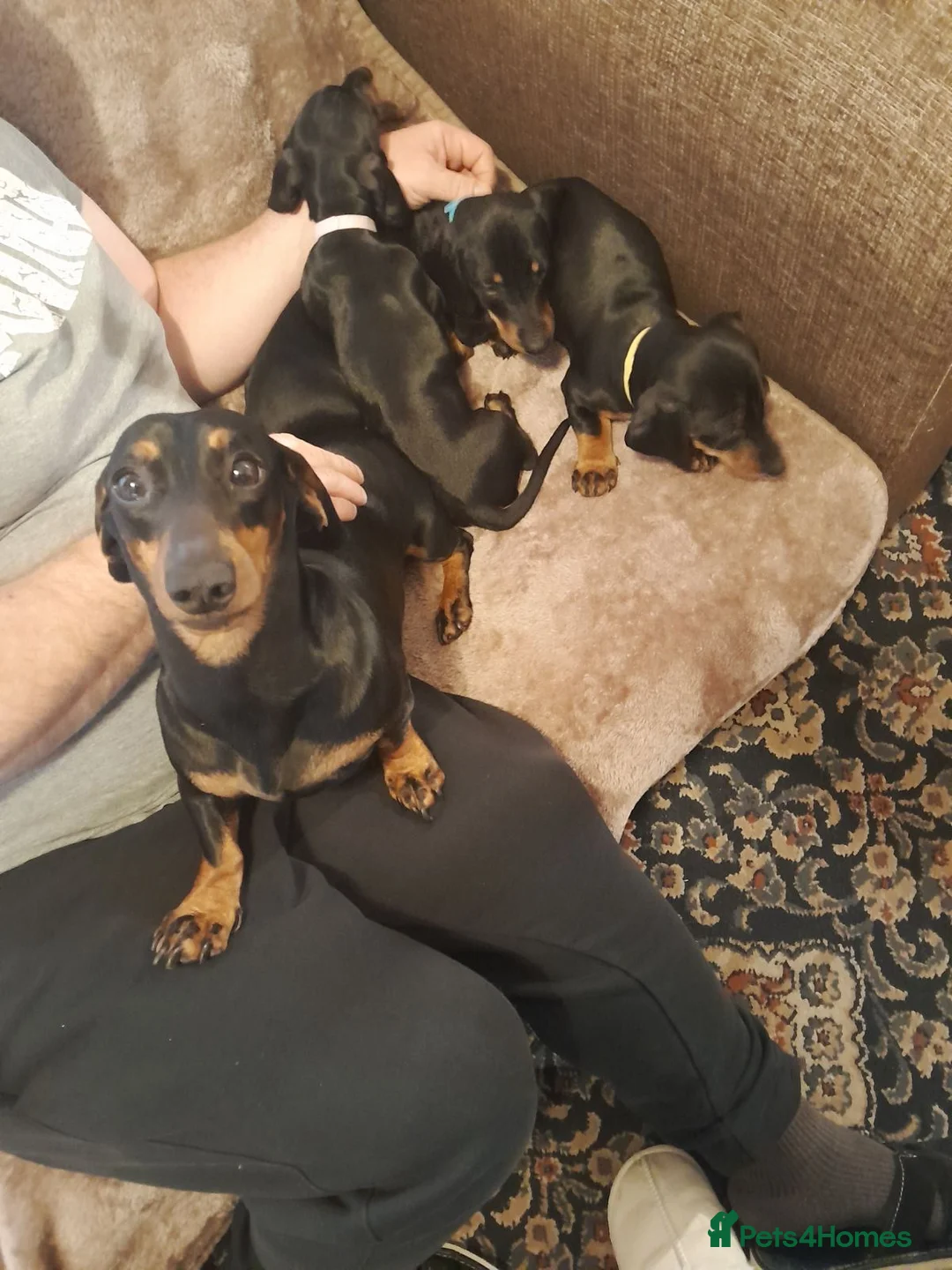 Dachshund dogs for sale: Adorable dachshund puppies - Advert 2