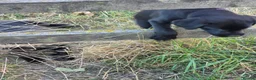 Labrador Retriever dogs for sale: Beautiful litter of labrador pups - Advert 11
