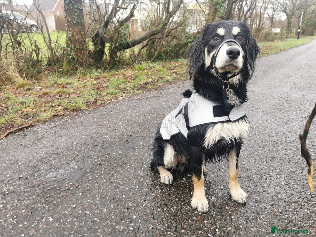 Mixed Breed dogs for stud: Collie x spaniel for STUD. - Advert 2