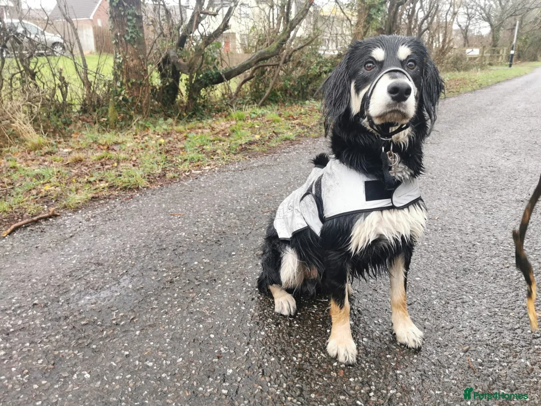 Mixed Breed dogs for stud: Collie x spaniel for STUD. - Advert 2