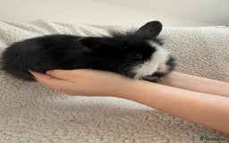 Angora rabbits for sale: Teddy bear bunnies  - Advert 6