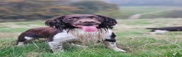 English Springer Spaniel dogs for stud: English Springer Spaniel Stud  in Derby - Advert 38