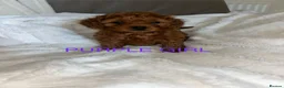 Cavapoo dogs for sale: 7 Beautiful Deep Red Cavapoo Puppies - Advert 6