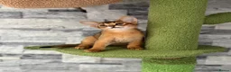 Abyssinian cats for sale: Last 2 boys ready to go!!! - Advert 11