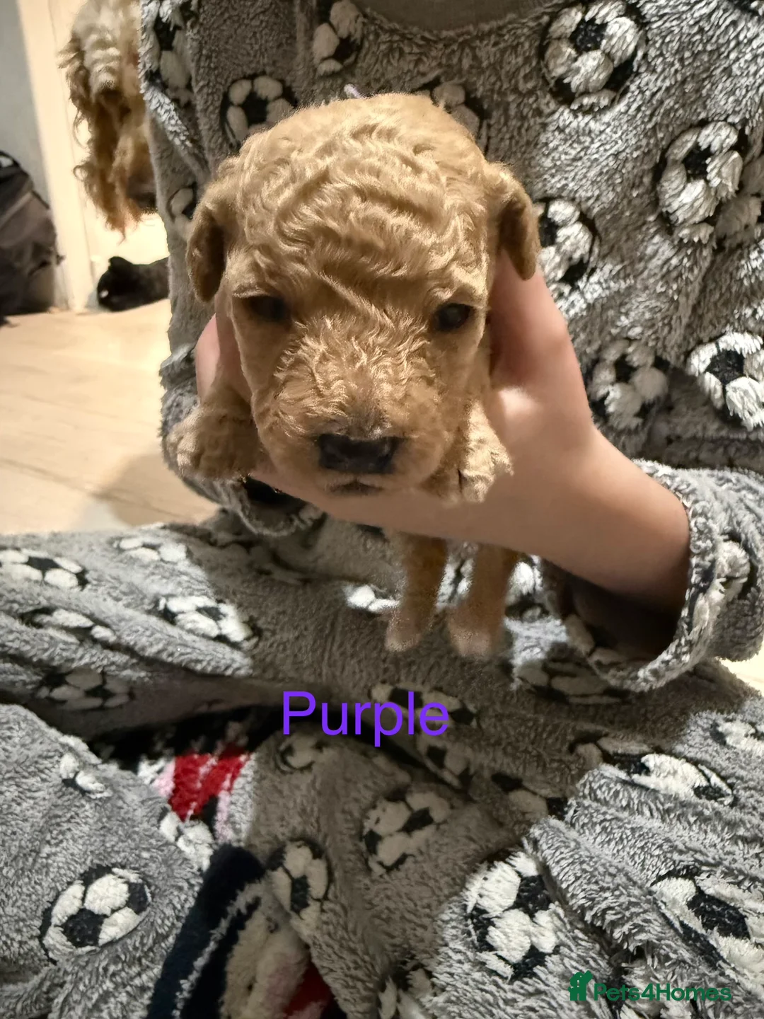 Mixed Breed dogs for sale: 8 Beautiful Cavapoochon Puppies in Bacup - Advert 24