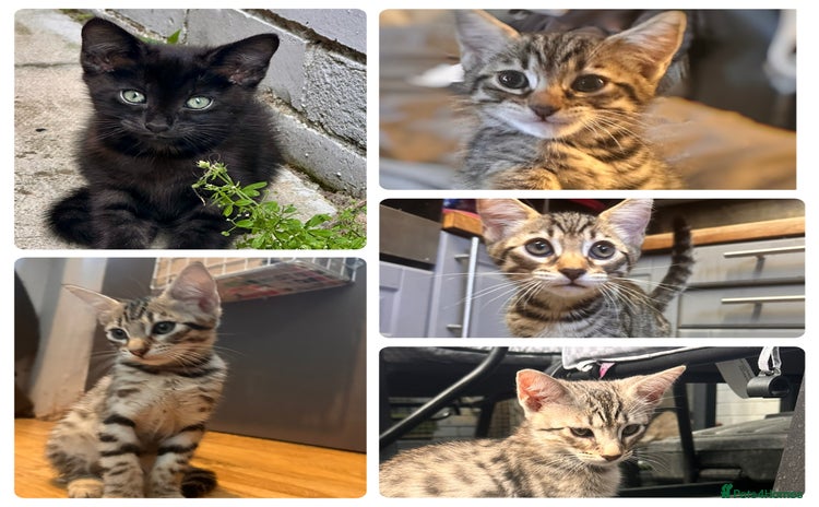 Savannah cats - Advert 1