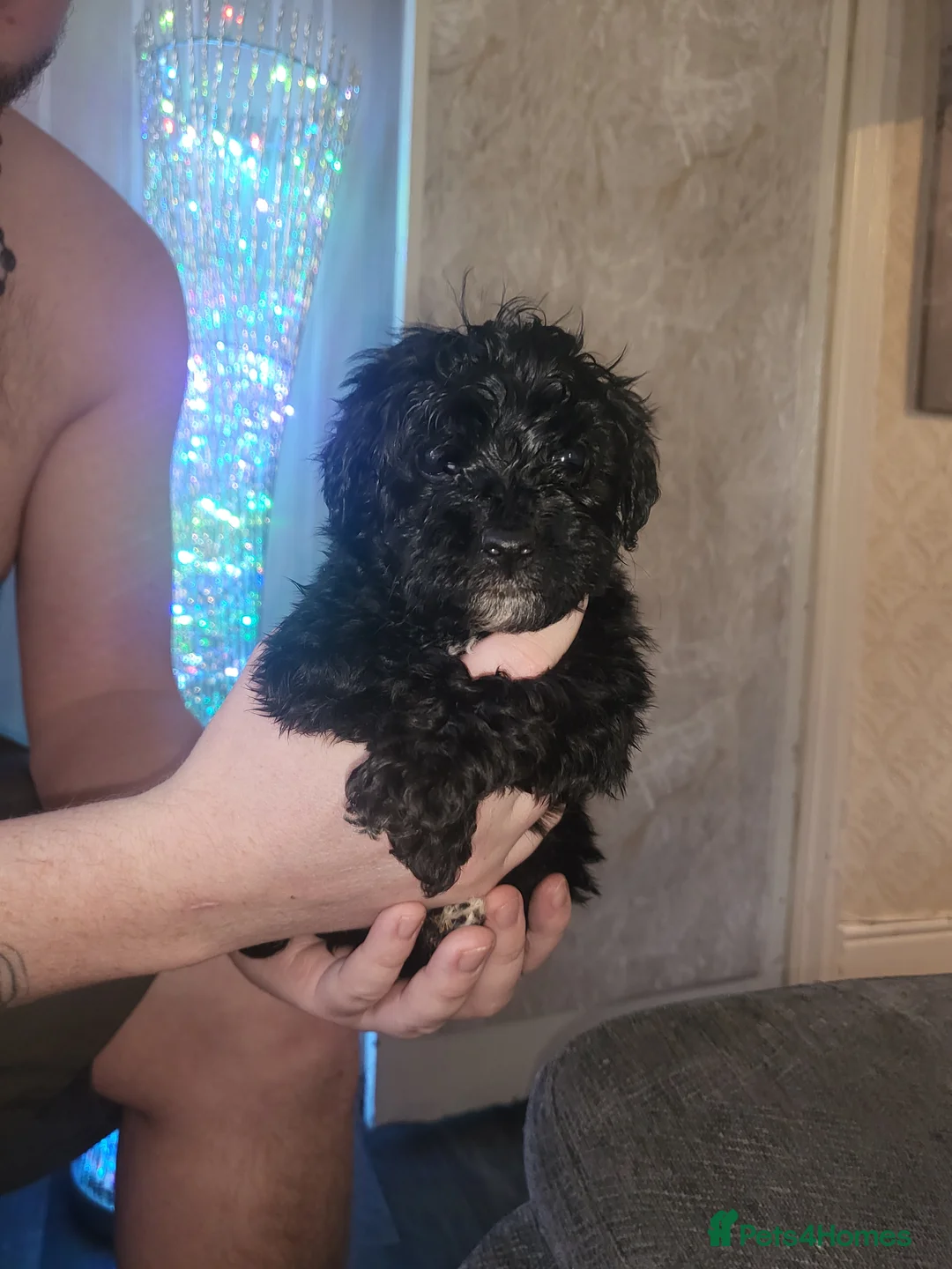 Cockapoo dogs for sale: Beautiful cockapoo  - Advert 5