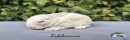 Mini Lop rabbits for sale: Pure bred mini plush lops  - Advert 5