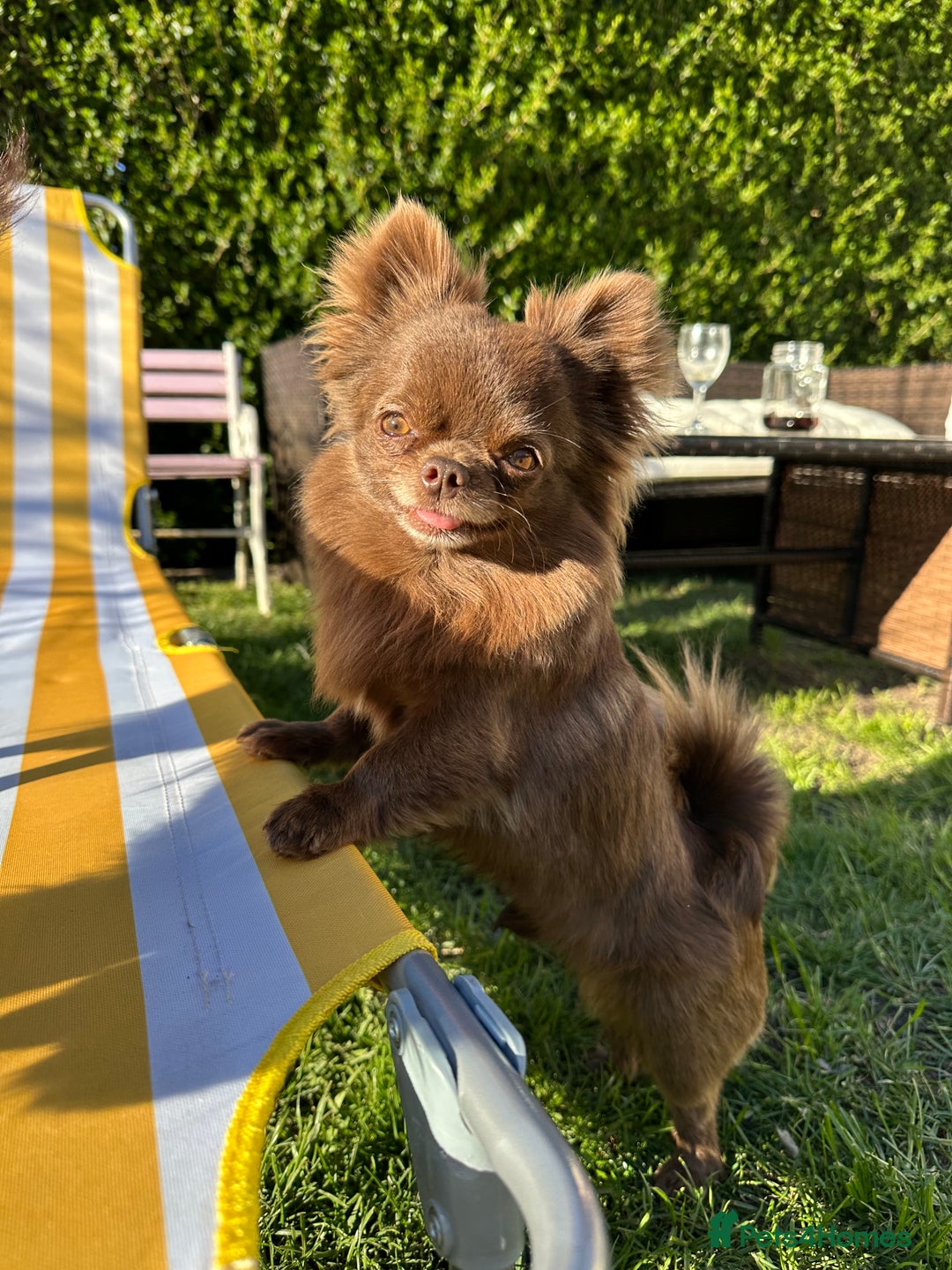 Chihuahua dogs for stud: ❤️ KC REG EXTENSIVELY HEALTH TESTED STUD ❤️ in London - Advert 10