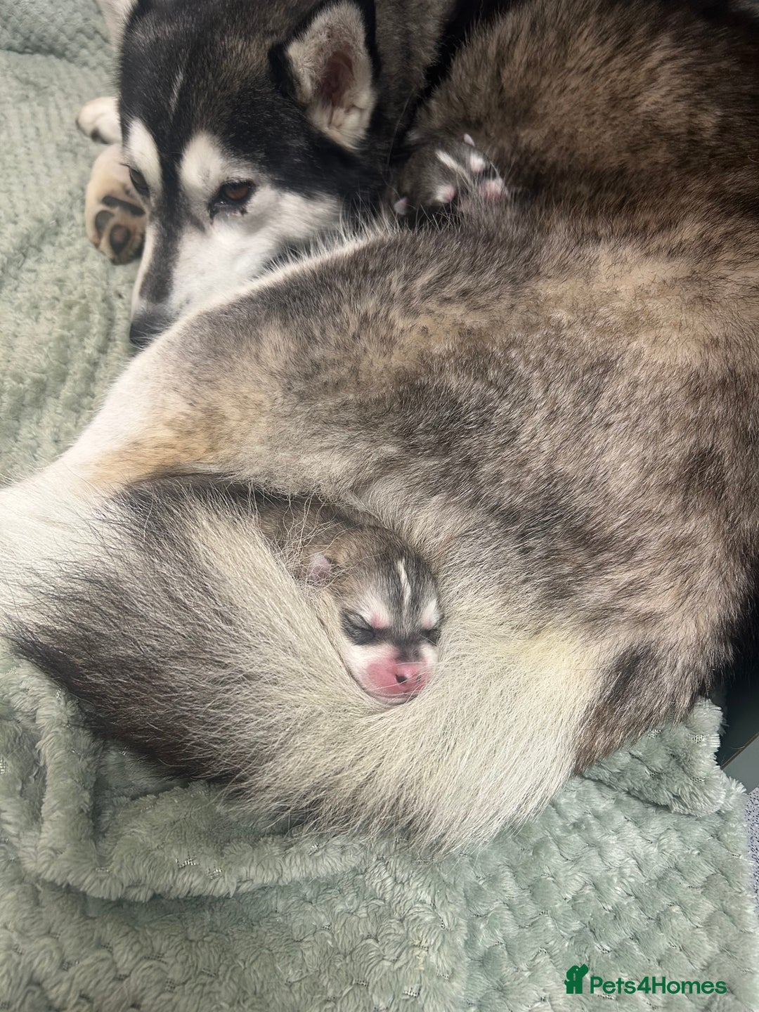 Siberian Husky dogs for sale:  **  Day puppies  - Advert 7