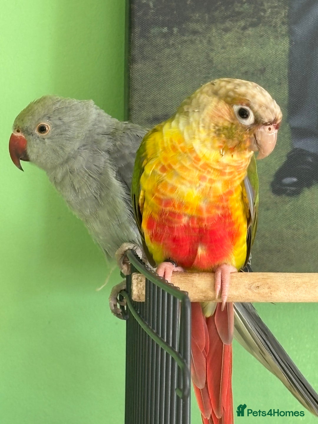 Ringnecks birds for sale: 16 week old Indian grey ring neck parrot  - Image 7