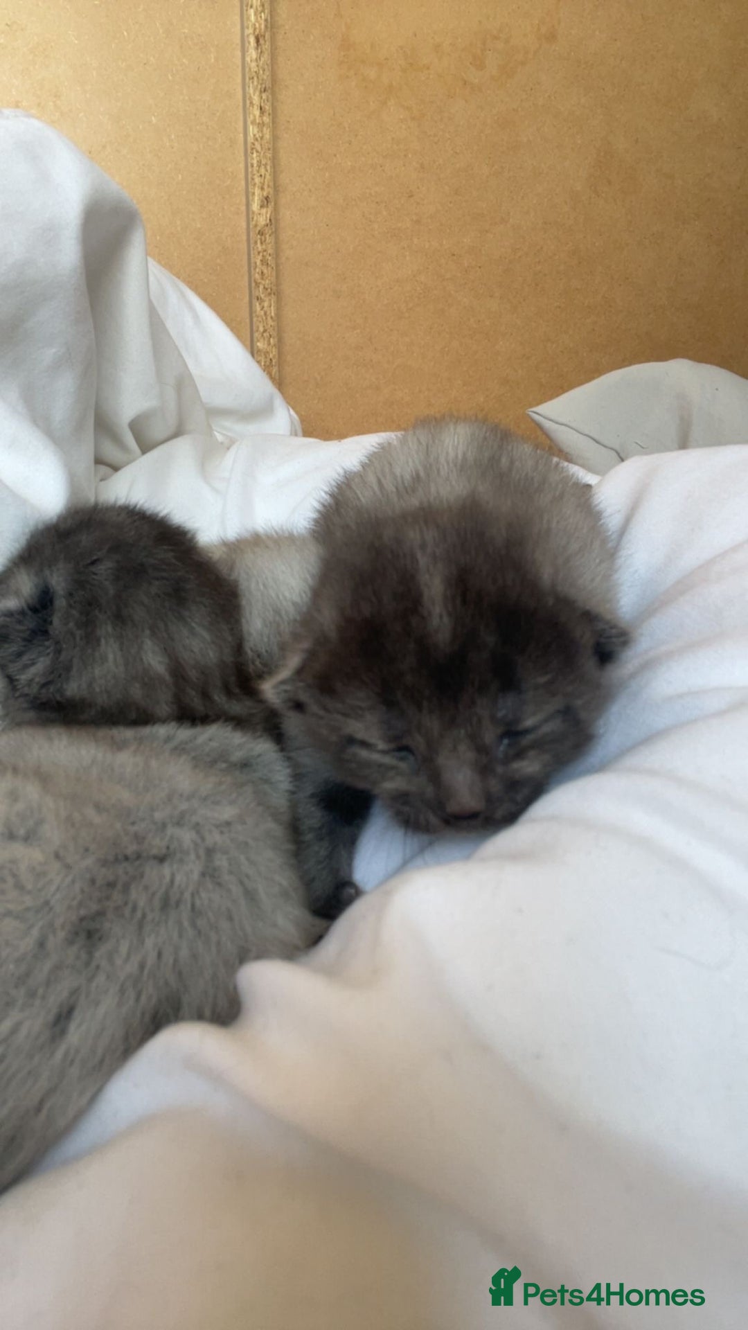 Domestic Shorthair cats for sale: 3 gorgeous kittens  - Advert 4