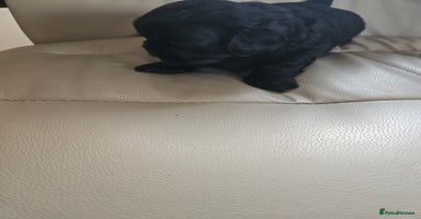 Shih Tzu dogs - Advert 3