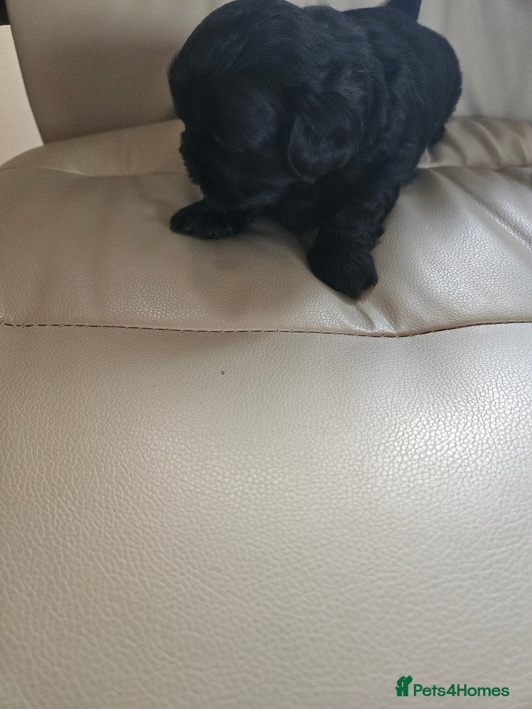 Shih Tzu dogs for sale: Stunning Shih tzu - Image 4