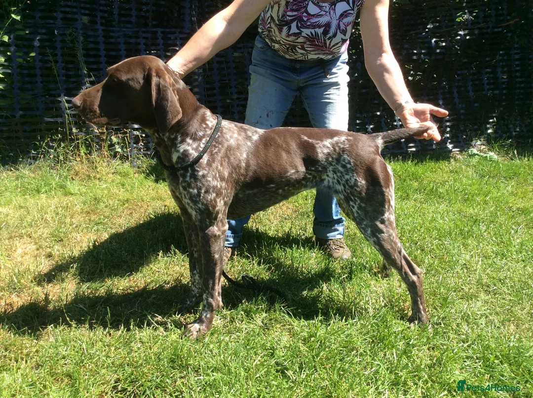 German Shorthaired Pointer dogs for sale: German Shorthaired Pointer pups for sale in Milnthorpe - Advert 13