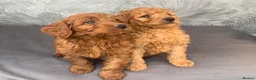 Cavapoo dogs for sale: Cavapoo puppies for sale  - Advert 4