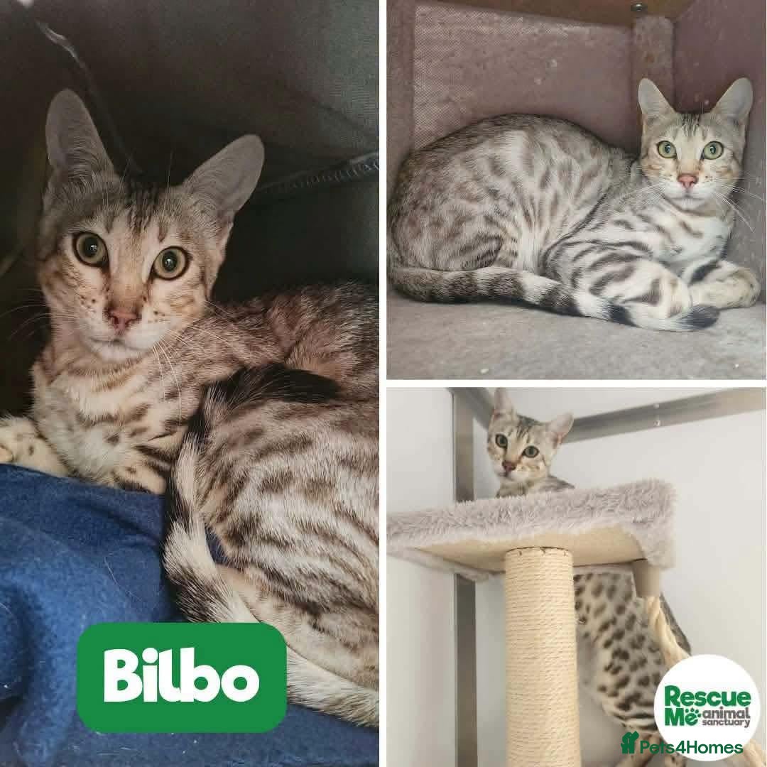 Bengal cats for adoption: Bilbo - special Bengal boy - Advert 15