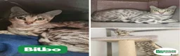 Bengal cats for adoption: Bilbo - special Bengal boy in Liverpool - Advert 1