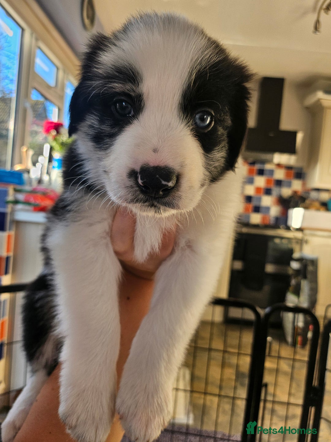 Border Collie dogs for sale: Border Collie Puppies - Advert 4