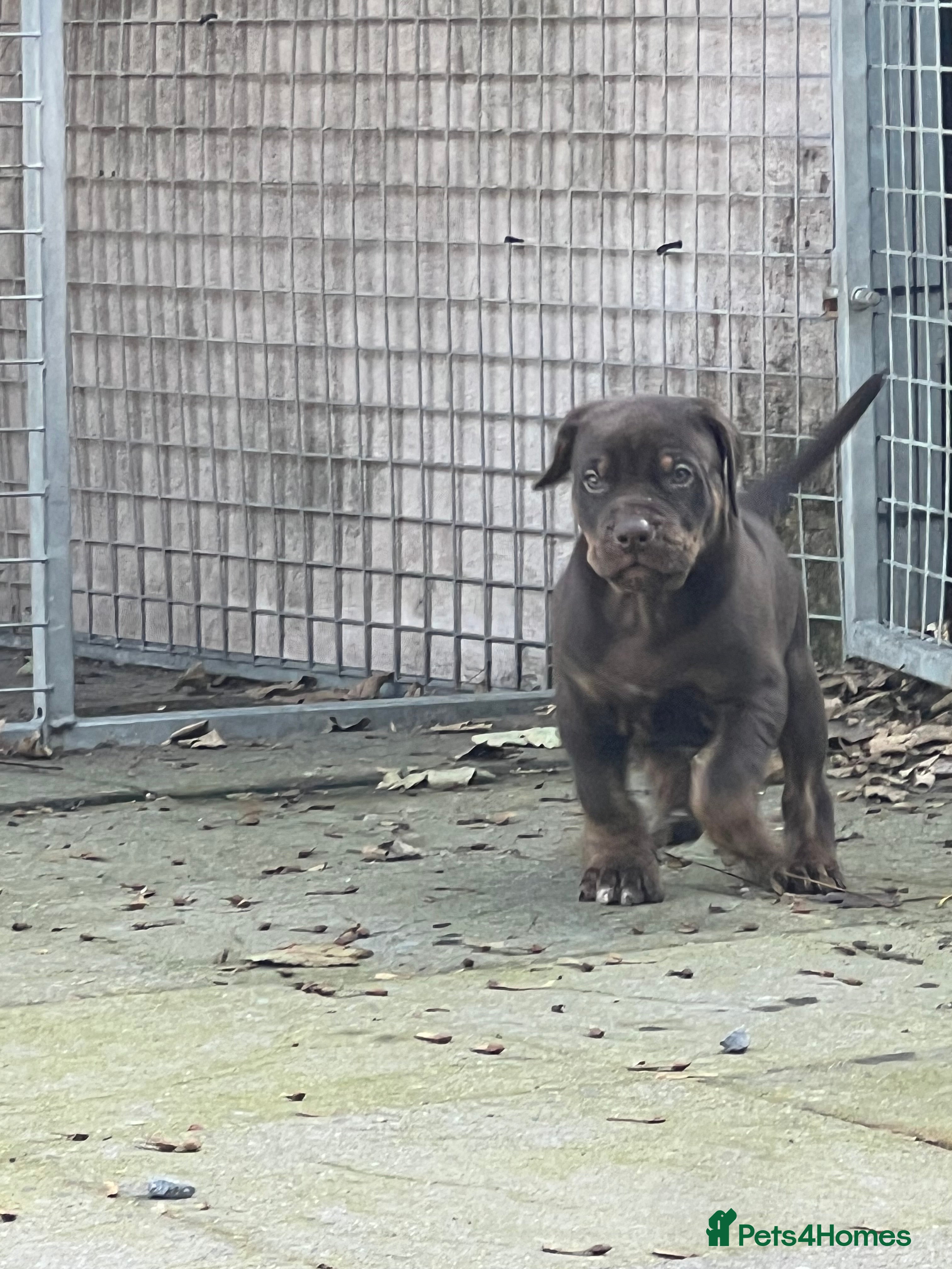 Mixed Breed dogs for sale: Mum bull mix dad European Doberman Bullderman pups - Advert 2
