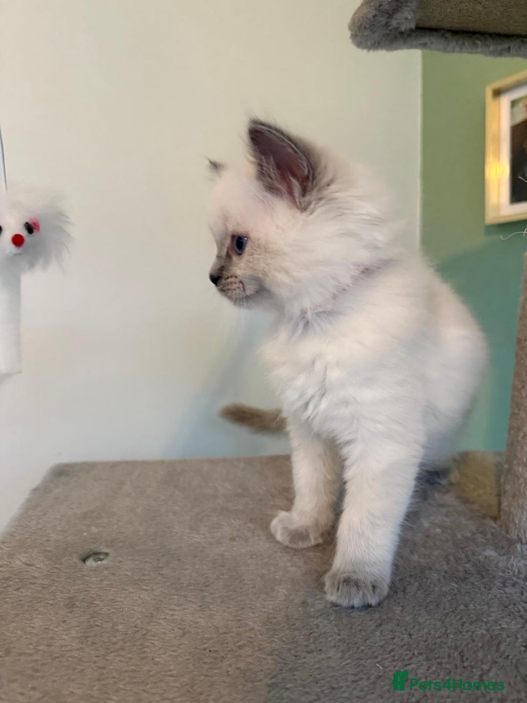 Ragdoll cats for sale: Beautiful blue point kittens - Advert 12