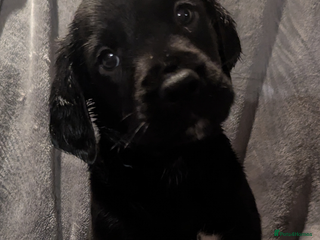 Cockerdor dogs Cockador puppies for sale - Advert 5