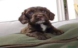 Sprocker dogs for sale: 6 beautiful Sprockers for sale - Image 20