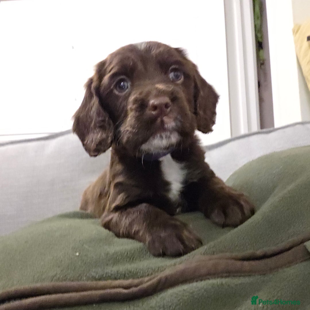 Sprocker dogs for sale: 6 beautiful Sprockers for sale - Image 20