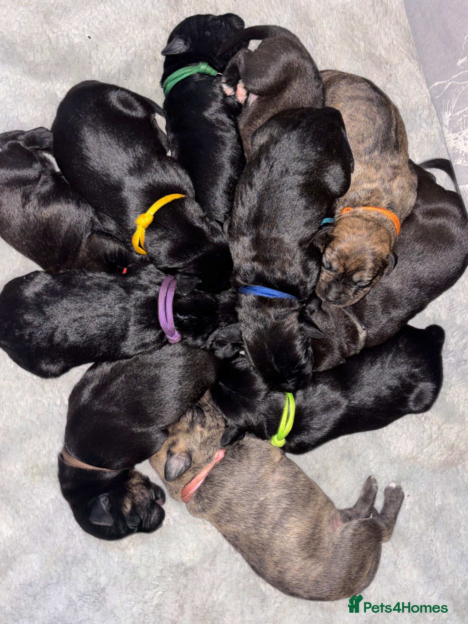 Mixed Breed dogs Patterstaff x Kerry blue terrier pups  - Advert 18