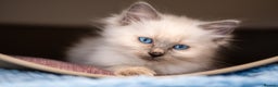 Ragdoll cats for sale: 🏅Last 2 GCCF Ragdoll kittens Ready now - Advert 6