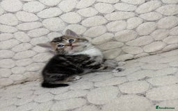 Mixed Breed cats for sale: 7 little kittens - Image 8