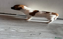 Jack Russell dogs for sale: 3 stunning Jack Russell’s  - Image 2