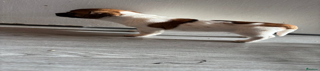 Jack Russell Puppy 2