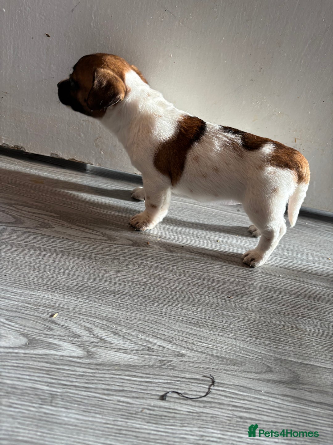 Jack Russell dogs for sale: 3 stunning Jack Russell’s  - Image 2