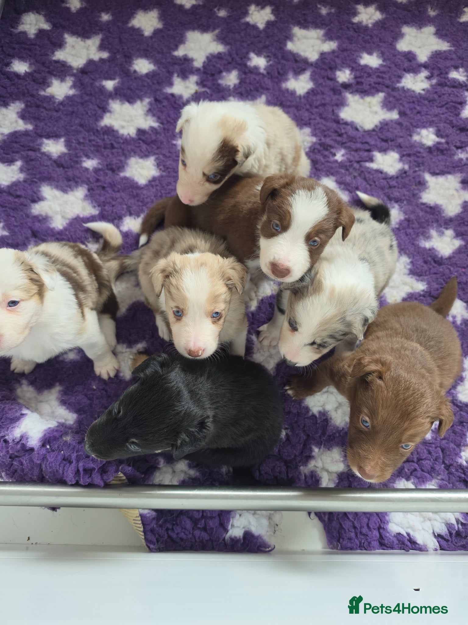 Border Collie dogs Border collie puppies - Advert 1