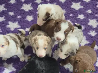 Border Collie dogs for sale: Border collie puppies - Advert 1