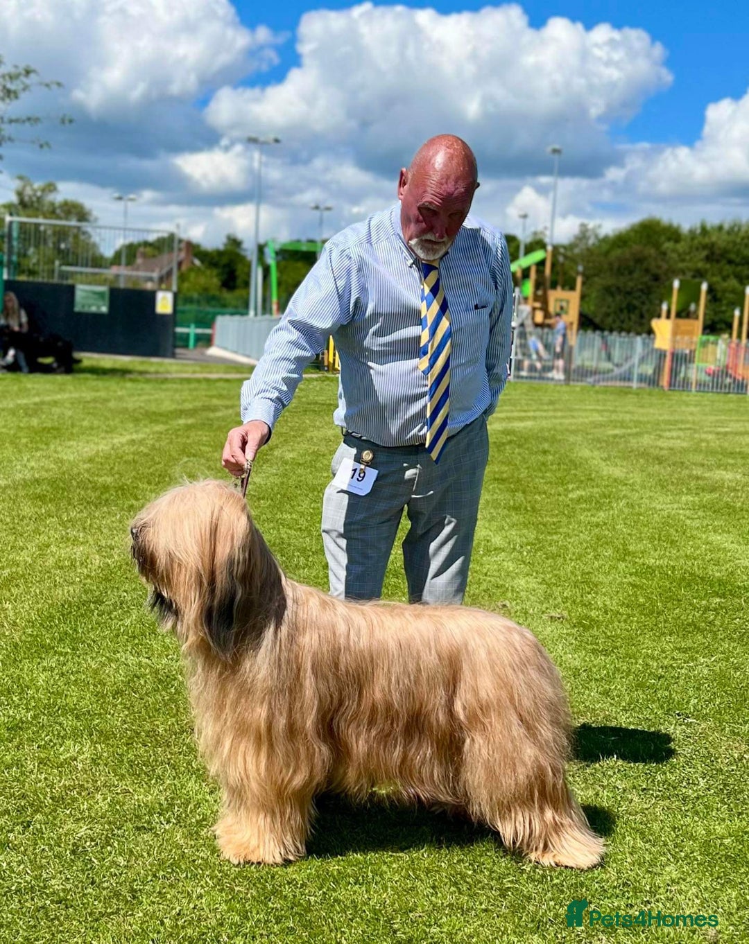Briard dogs for sale: Amazing pedigree Briard Pups - Image 6