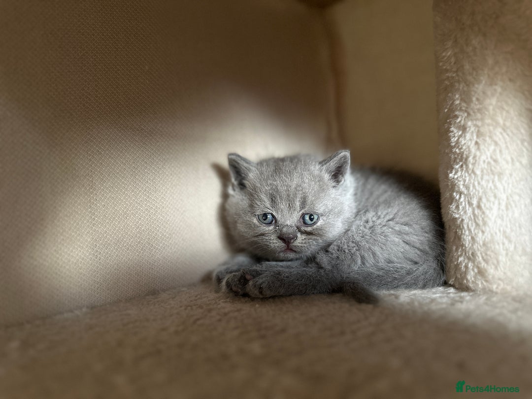 British Shorthair cats for sale: BEAUTIFUL BRITISH SHORTHAIR KITTENS - Image 18