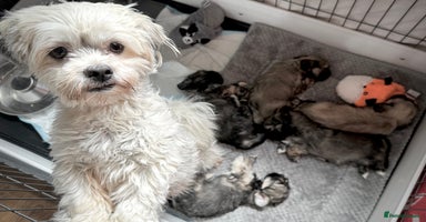 Lhasa Apso dogs - Advert 3