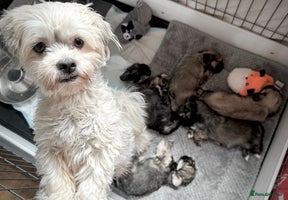 Lhasa Apso dogs - Advert 3